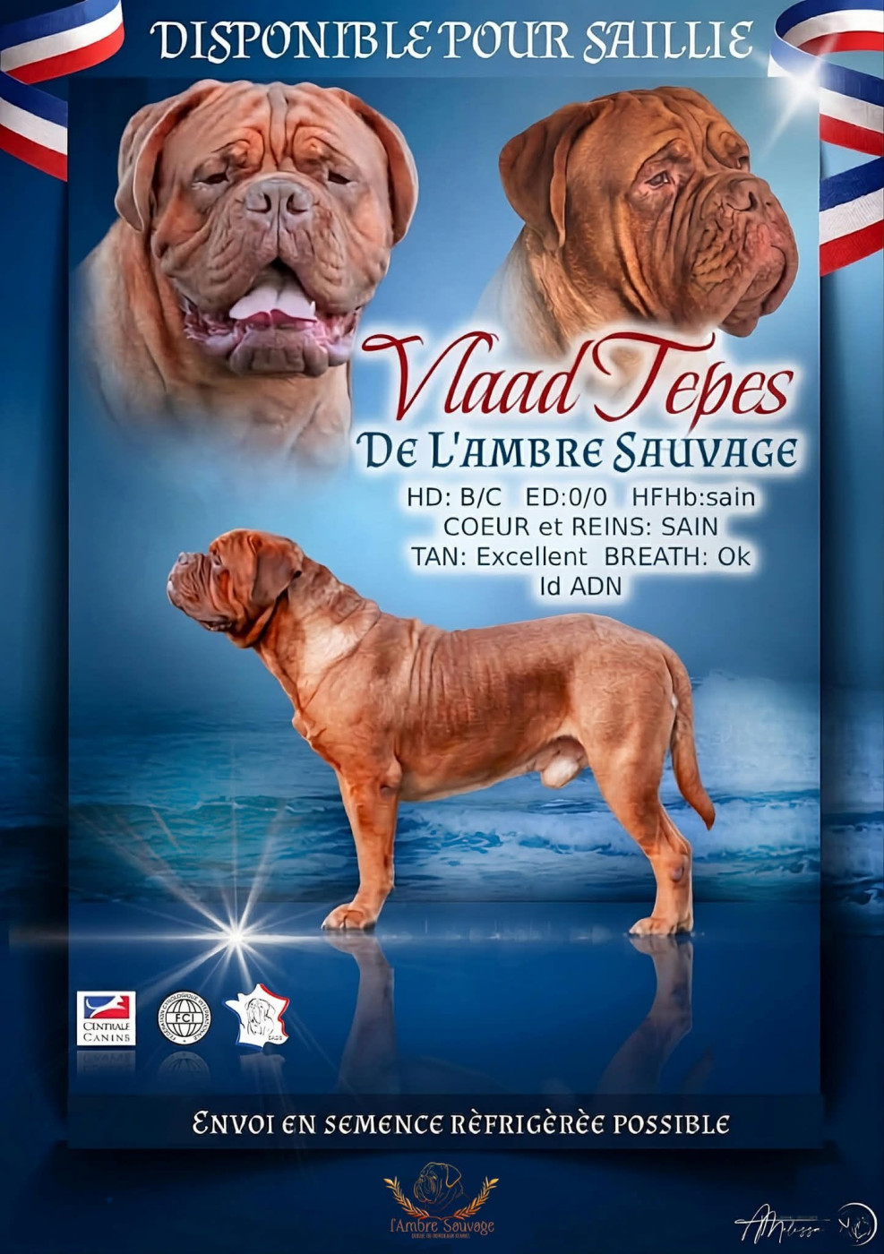 Vlaad est disponible pour saillie !!